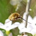 Bee fly, Bombylius major, Alan Prowse